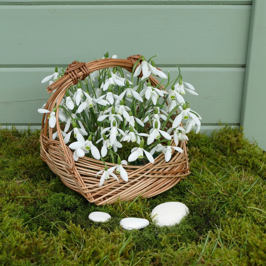 Snowdrop Basket Photo Card | Heartycards | Snowdrop Love Card ...