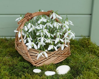 Tarjeta fotográfica con canasta de campanillas de invierno / Heartycards / Tarjeta de amor con campanillas de invierno / Tarjeta única de cumpleaños con campanillas de invierno / Tarjeta de primavera con campanillas de invierno / Tarjeta fotográfica con campanillas de invierno