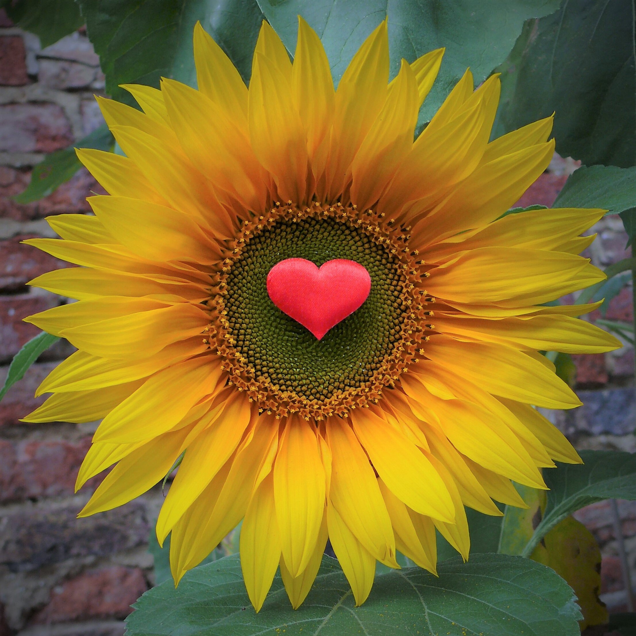 sunflower-love Sunflower Love: Schofield, Sheri: 9798891341869: Amazon.com