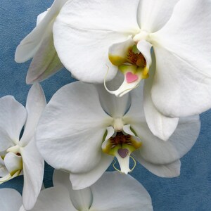 Foto di cuore di orchidea bianca / Arte di orchidea Love You / Heartycards / Biglietto di cuore con fiori bianchi / Biglietti di compleanno a forma di cuore / Biglietto di celebrazione con orchidea
