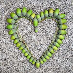 Acorn Heart Photo Card | Heart Birthday Acorn Card | Heartycards | Unique Heart Card | Birthday Love You Acorn Card | Acorn Art Heart Cards