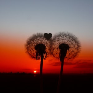 Cartão de foto de coração de dente-de-leão | Cartões de arte Love You | Cartão de coração de dente-de-leão com pôr do sol | Heartycards | Cartão de aniversário exclusivo de dente-de-leão | Cartões de pôr do sol