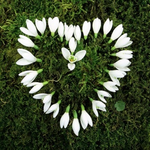 Foto di bucaneve a forma di cuore / Foto di fiori a forma di cuore / Biglietto di compleanno con bucaneve a forma di cuore / Biglietto con cuore d'amore unico / Heartycards / Cuori
