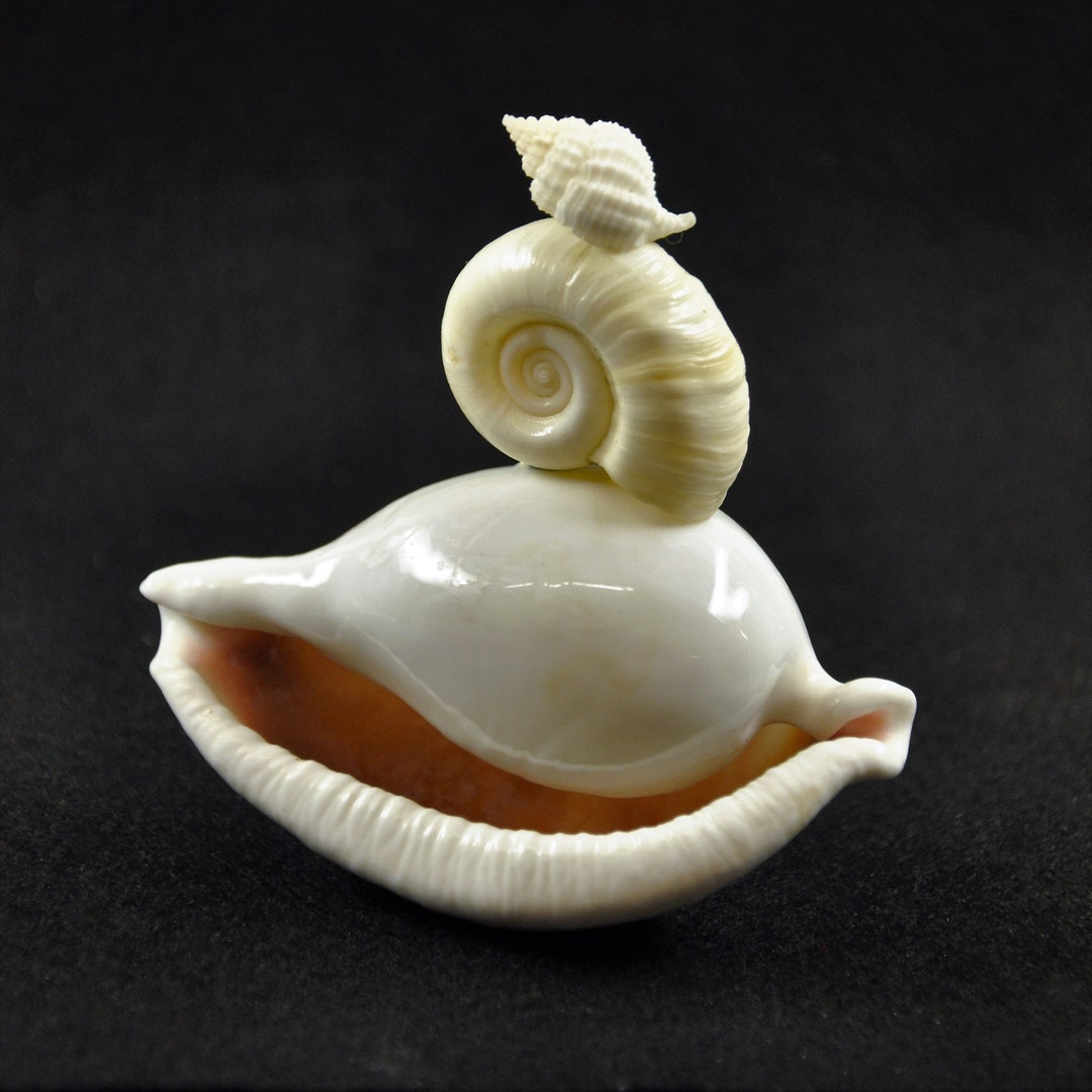 Shell Art Card Heartycards Birthday Beach Shells Art Card Love You ...