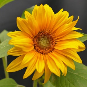 carte photo de tournesol | fleur d'anniversaire | Cartes Hearty | Je t'aime carte de voeux de tournesol | Carte unique de tournesol | Cartes d'anniversaire tournesol
