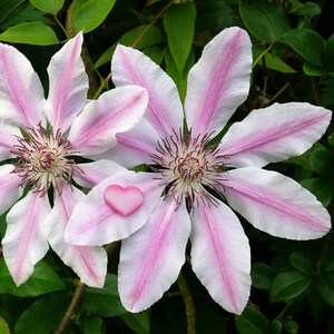 Fotocard con cuore di fiori di clematide / Heartycards / Biglietto con fiori rosa e bianchi unici / Biglietto d'arte con clematide per compleanno / Biglietto con fiori per feste