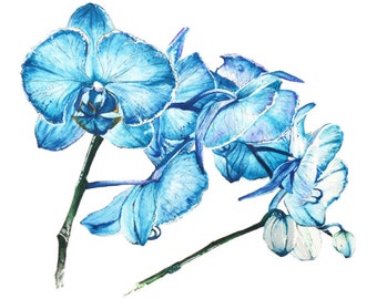 Delicate Blue Orchids Watercolour Painting - Print