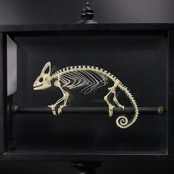 Squelette de caméléon casqué dans son cadre noir sur pied à double plaque de verre biseautée - Chameleo calyptratus - Objet de curiosité