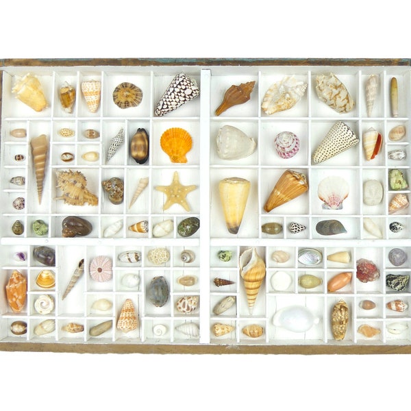 Tableau de coquillages casse d’imprimerie - Curiosité de la mer