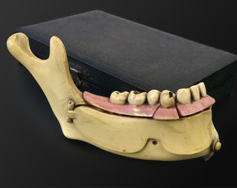 Modèle d'hémi-mandibule humaine en pyralène de la marque allemande Lehrmittelwerke Berlinische Verlagsanstalt - 1900 - Cabinet de curiosités