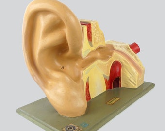 May include: A detailed anatomical model of the human ear, showcasing the outer ear, middle ear, and inner ear structures. The model is painted in beige, red, and yellow hues, mounted on a rectangular base. The model includes labels for educational purposes.
