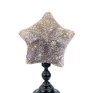 Large Halityle regularis starfish cushion on foot Napoleon III Cabinet de curiosités image 1
