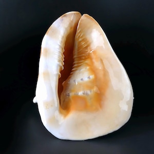 Könnte beinhalten: Eine große, glänzende Muschel mit cremeweißer Außenseite und warmbraun-oranger Innenseite. Die Schale ist geöffnet und gibt eine strukturierte Innenfläche frei. Die Gesamtform ist abgerundet und glatt, mit einer natürlichen, organischen Ästhetik.