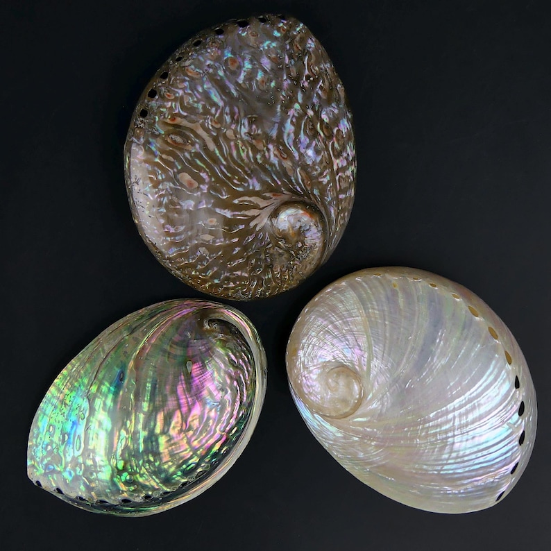 3 Polished Iridescent Abalone Shells - Haliotis - Sea Ears - Marine ...