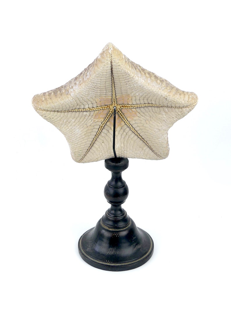 Large Halityle regularis starfish cushion on foot Napoleon III Cabinet de curiosités image 4