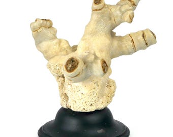 Pied de corail blanc ancien sur socle en bois tourné noir - Curiosité de la mer - Cabinet de curiosités
