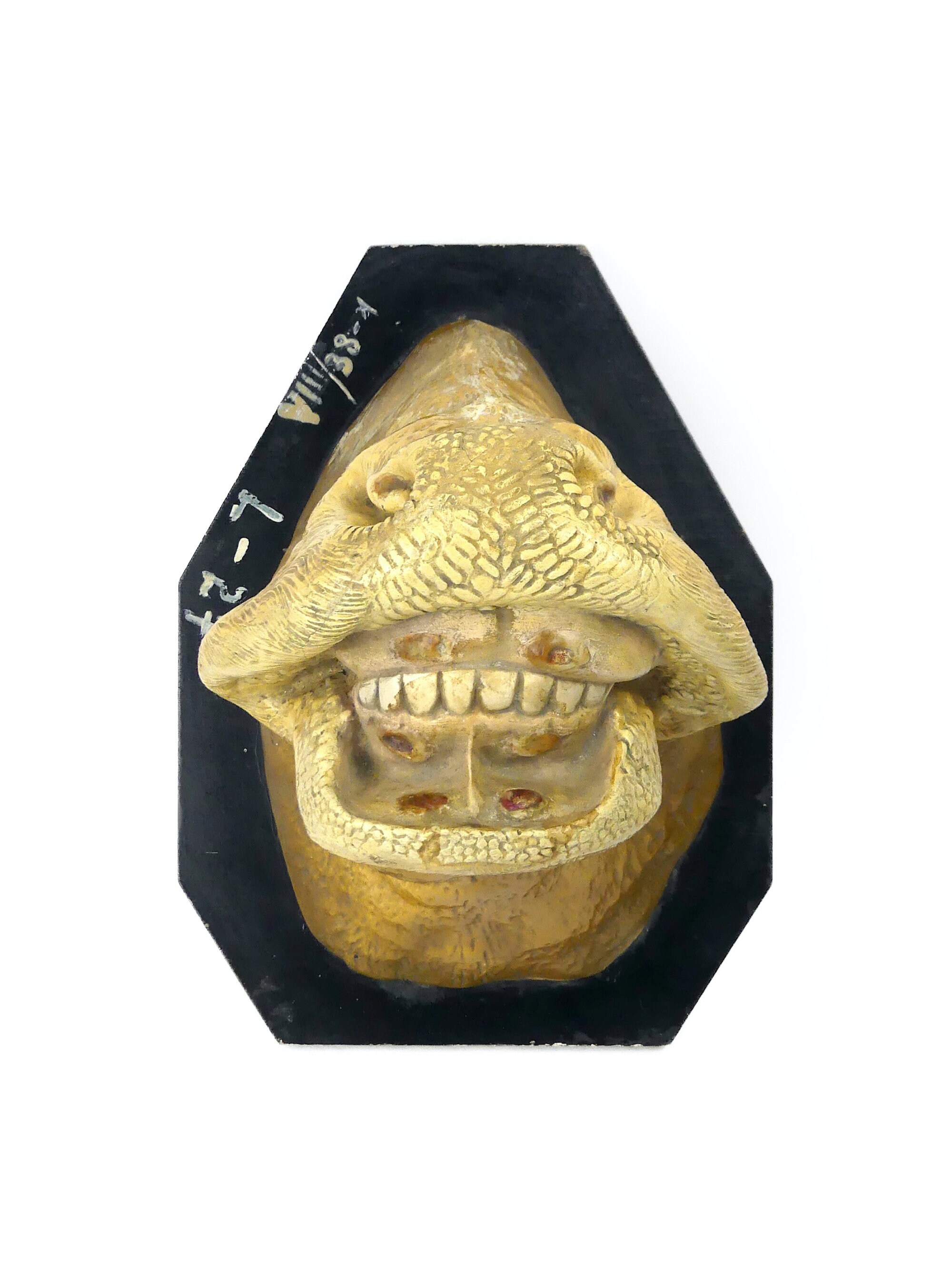 Museau de Bovin Atteint Maladie Épizootique - Modèle Anatomique Ancien sur Socle en Bois Noir Début 