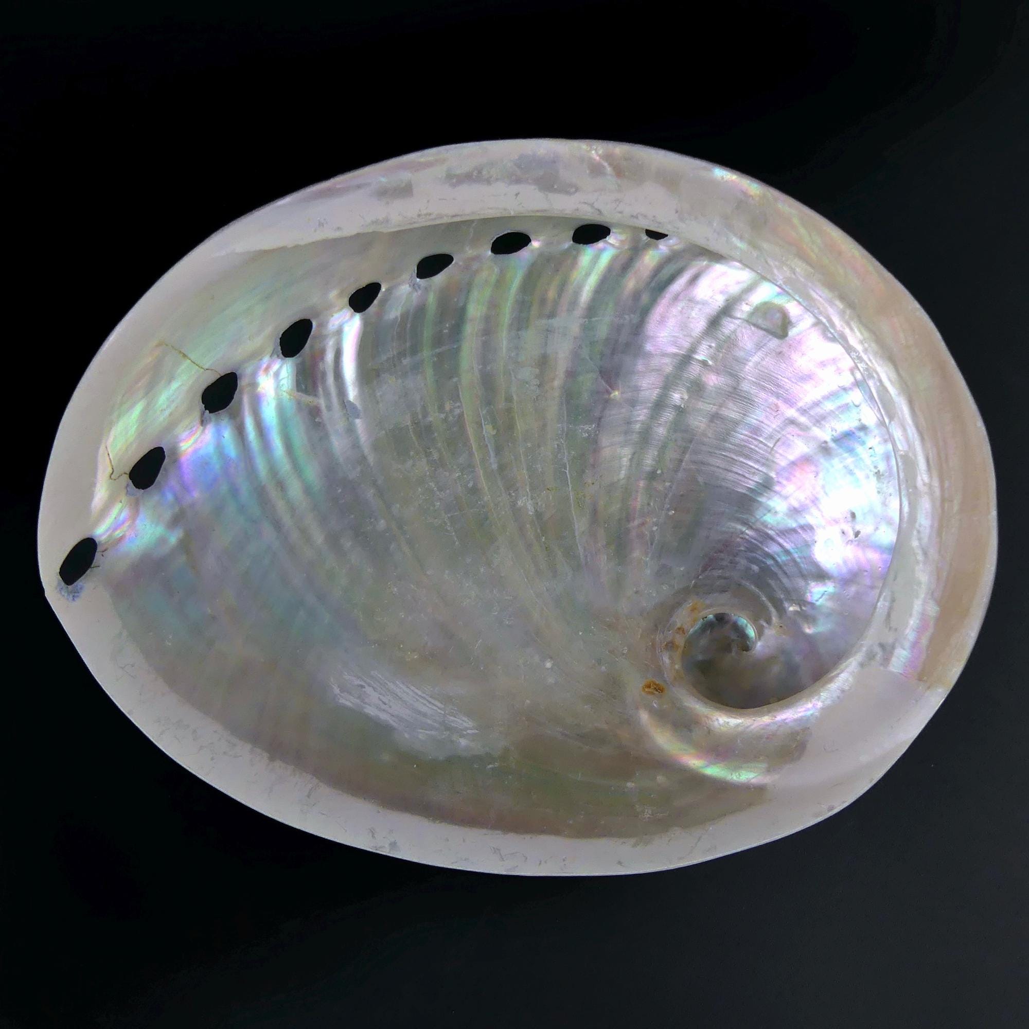 3 Polished Iridescent Abalone Shells - Haliotis - Sea Ears - Marine ...