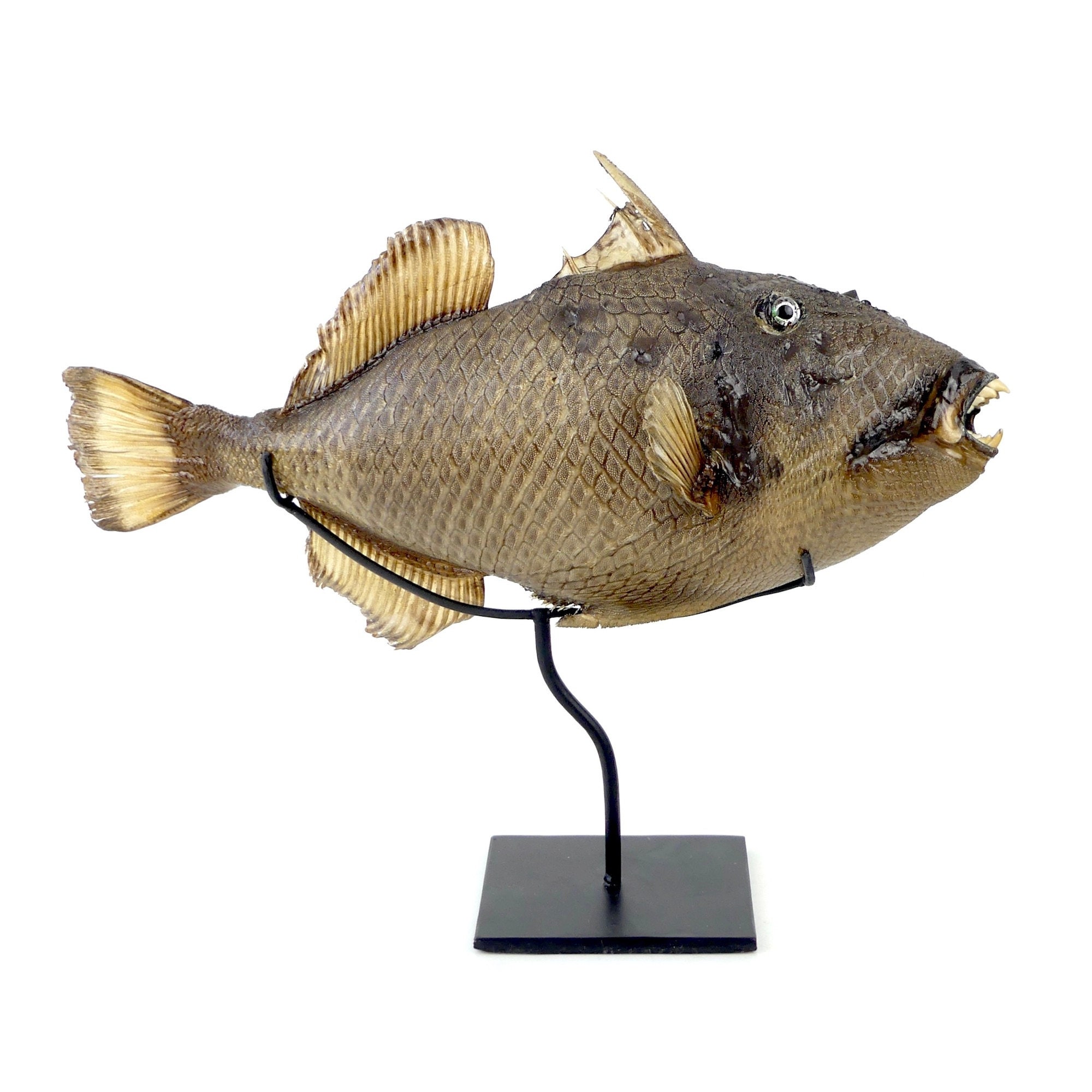Baliste Naturalisée avec Les Yeux en Sulfure sur Socle Métallique Noir - Cabinet de Curiosité Curios