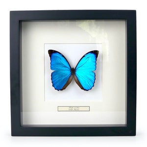 Blue Morpho menelaus butterfly under glass in its black wooden entomological frame and white mat - Cabinet of curiosities
