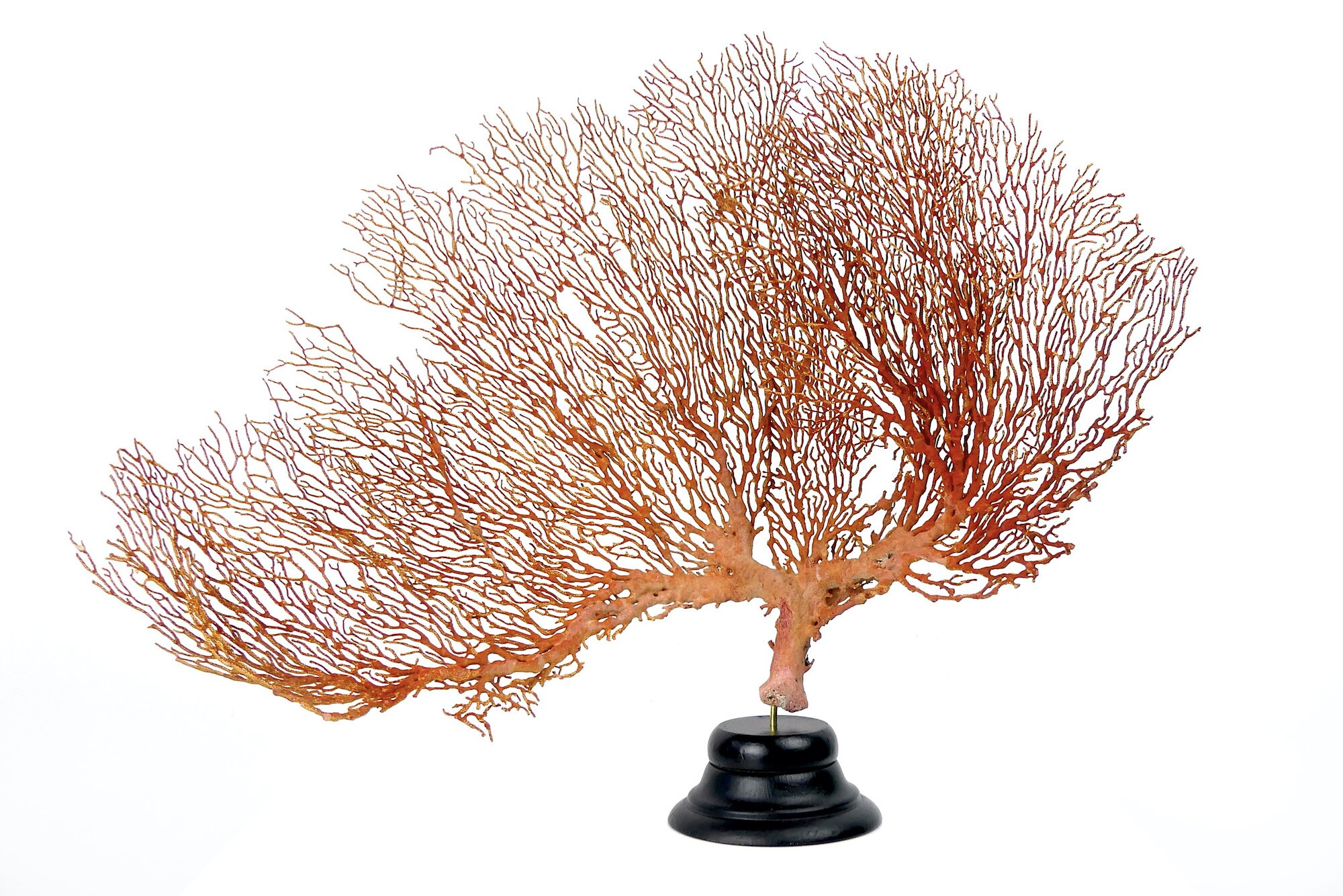 Grande Gorgonian Gorgone Rouge sur Pied Noir en Bois Tourné - Curiosité de La Mer