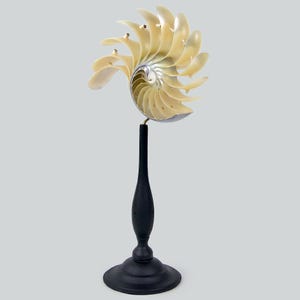Könnte beinhalten: Eine cremefarbene Nautilus-Muschelskulptur mit metallisch silberner Innenseite, montiert auf einem hohen, schlanken, mattschwarzen Sockel mit rundem Fuß. Die Muschel weist eine Spiralstruktur mit mehreren hervorstehenden Segmenten auf.