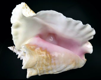 Lambi giant conch - Superb large collectible shell - Curiosity of the sea - Cabinet of curiosities