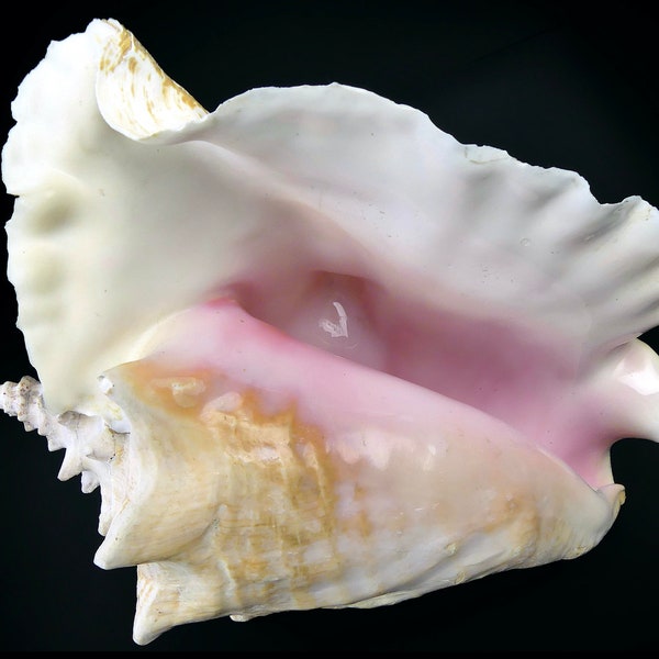 Lambi giant conch - Superb large collectible shell - Curiosity of the sea - Cabinet of curiosities