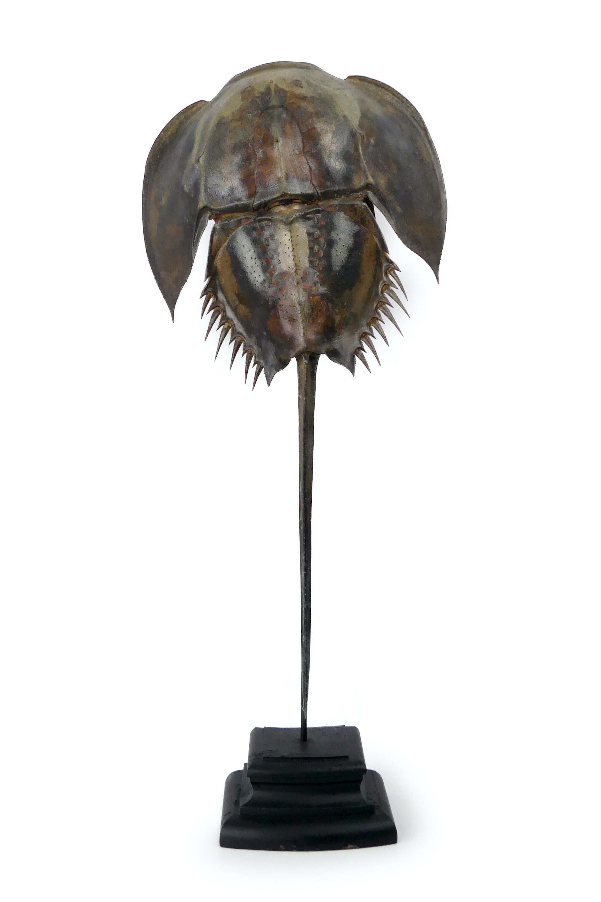 Belle et Grande Limule Naturalisée sur Piédestal en Bois Noir - Taxidermie Cabinet de Curiosités