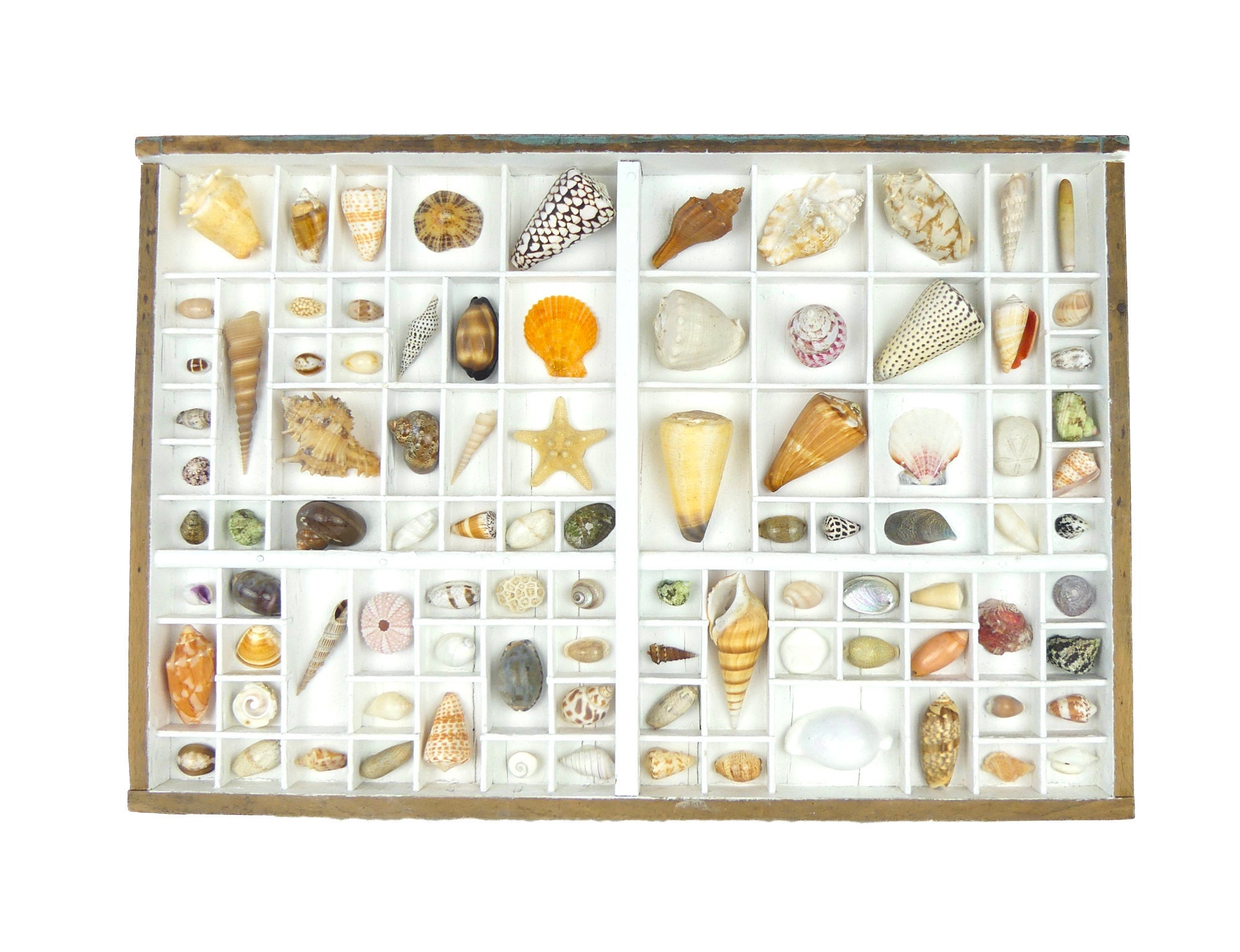 Tableau de Coquillages Casse d'imprimerie - Curiosité La Mer