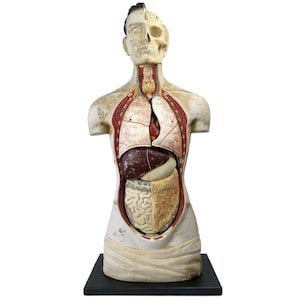 Large clastic Phywe mannequin in fiberglass and plaster on black wooden base - Germany - 1950s - Cabinet of curiosities