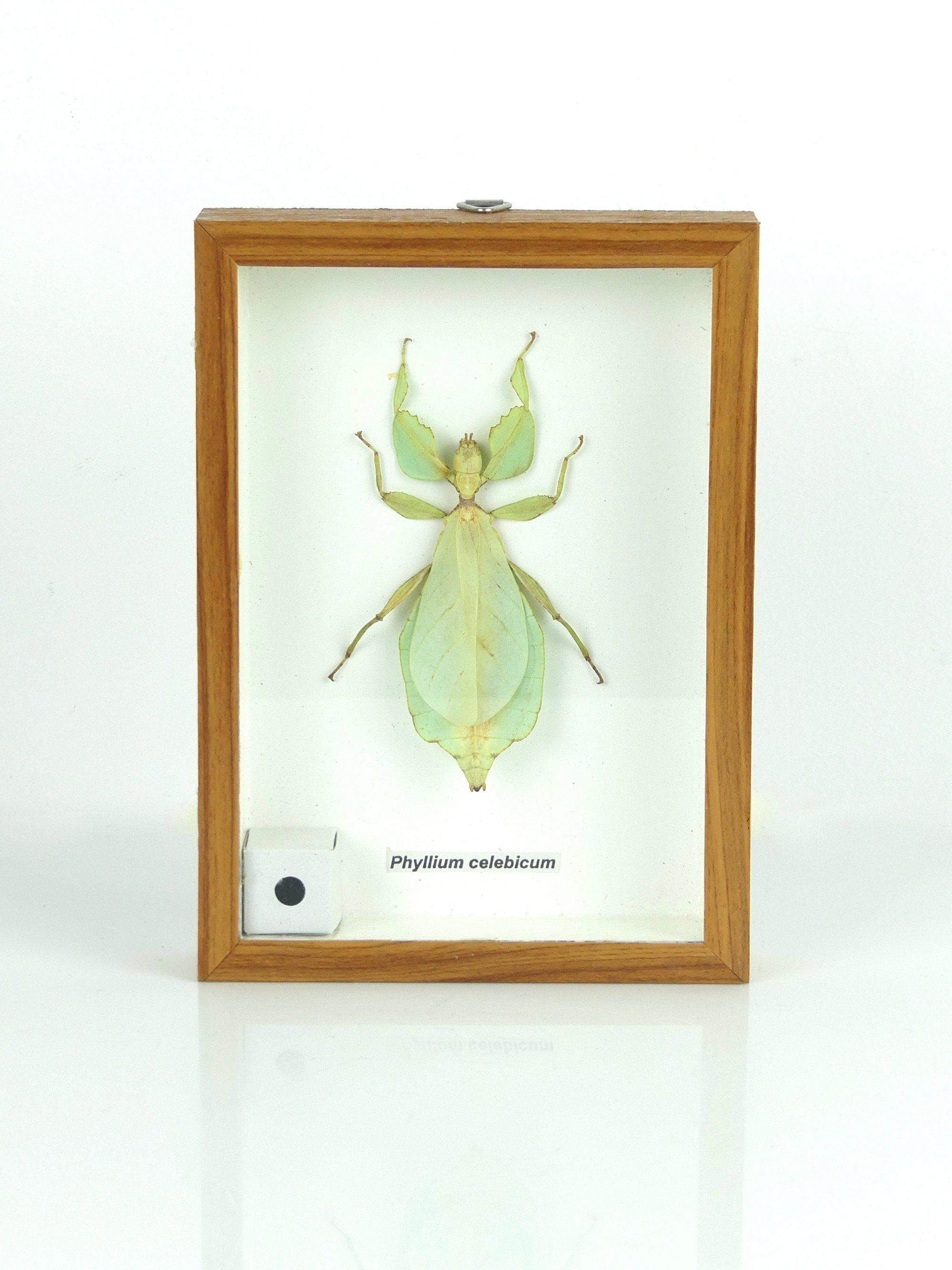 Cadre Entomologique Phasme Phyllium Celebicum en Bois et Verre - Cabinet de Curiosités