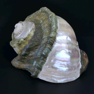 Peut inclure: Un grand coquillage irisé avec un éclat nacré. La coquille présente une forme en spirale avec un mélange de couleurs, dont le blanc, le vert et le marron. La surface a un aspect texturé, et la coquille est posée sur un fond sombre.