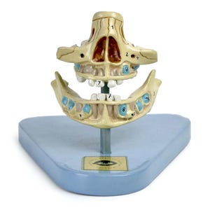 Small numbered didactic baby jaw - German anatomical model - Scale 1:1 - Late 20th century - Cabinet of curiosities