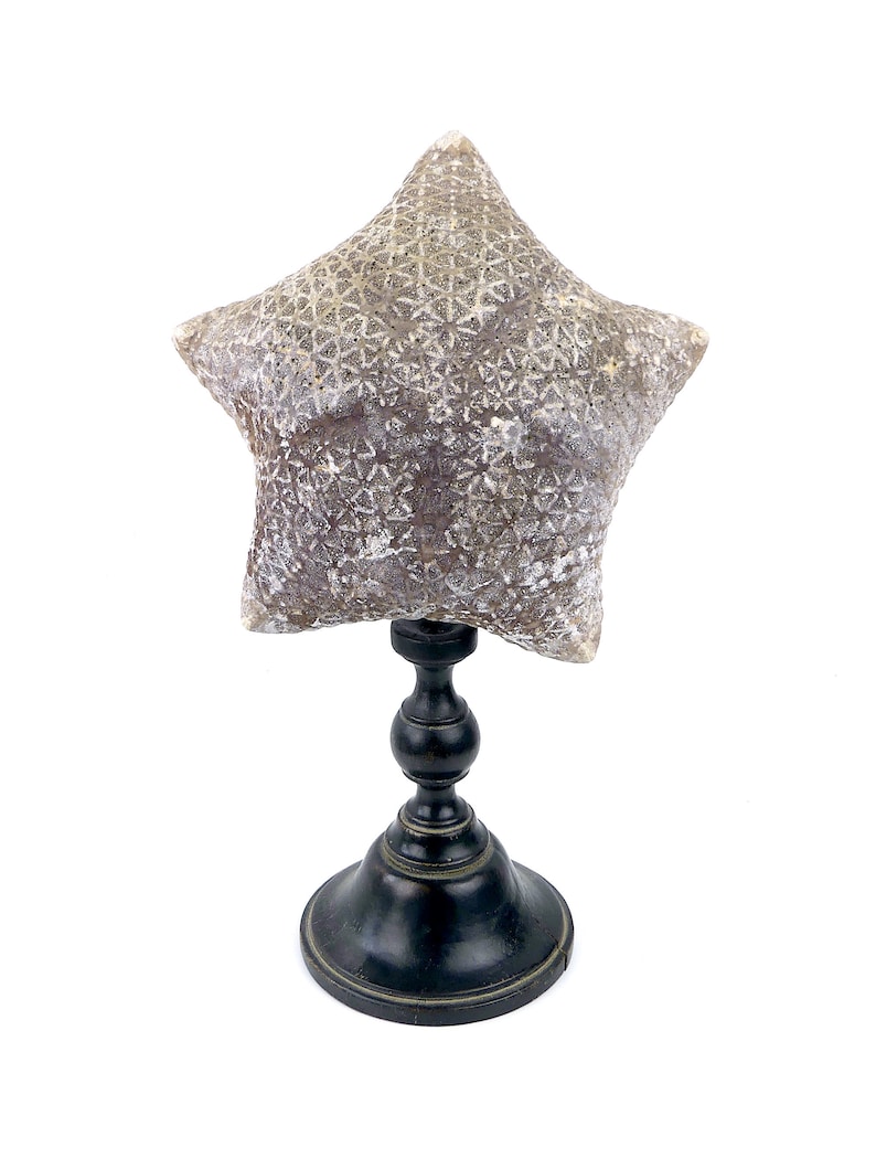 Large Halityle regularis starfish cushion on foot Napoleon III Cabinet de curiosités image 1