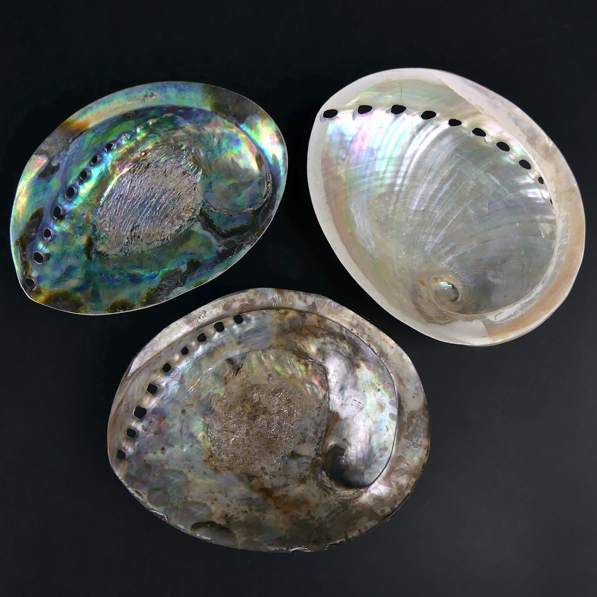 3 Polished Iridescent Abalone Shells - Haliotis - Sea Ears - Marine ...