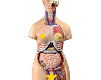 Puede incluir: Modelo anatómico de un torso humano, que muestra los órganos internos. El modelo está cortado para revelar el cerebro, los pulmones, el corazón y el sistema digestivo. Diseñado para fines educativos, ofrece una visión clara de la anatomía humana.