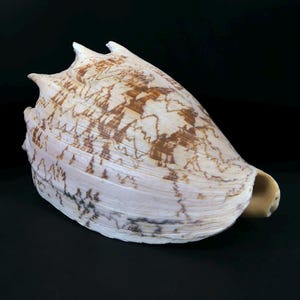 Noble Cymbiola nobilis (beige-orange) - Collector's Shell - Sea Curio - Cabinet of Curiosities