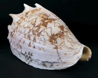 Noble Cymbiola nobilis (beige-orange) - Collector's Shell - Sea Curio - Cabinet of Curiosities