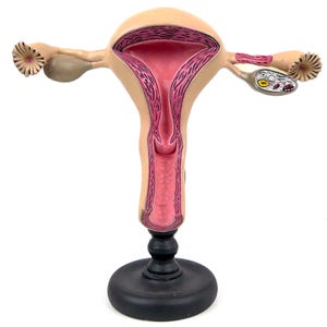 Puede incluir: Un modelo anatómico del sistema reproductivo femenino humano con un exterior beige y una sección transversal que revela un interior rosa. El modelo incluye trompas de Falopio, ovarios y útero, montados sobre una base circular negra.