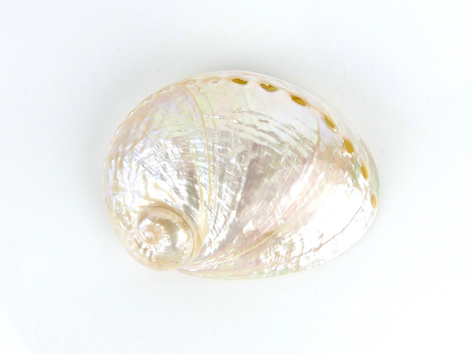 Coquille Blanche d'ormeau Aux Multiples Reflets Nacrés - Curiosité de La Mer