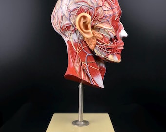 SOMSO Didactic Half-Head Anatomical Model on Stand - German Collector's Item - Neurology - Cabinet of Curiosities