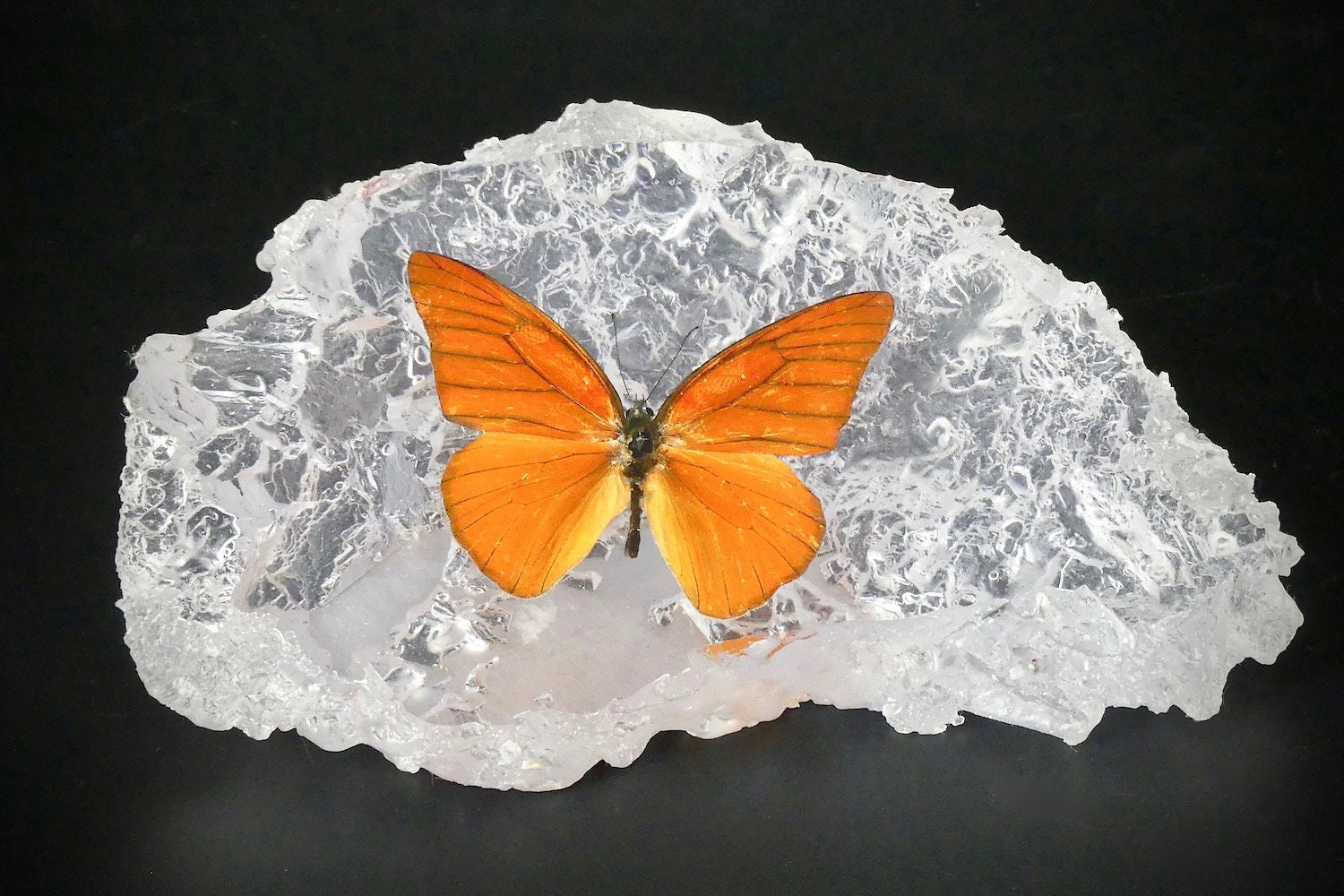 Inclusion Sous Résine Papillon Orange - Presse-Papier Entomologie Cabinet de Curiosités