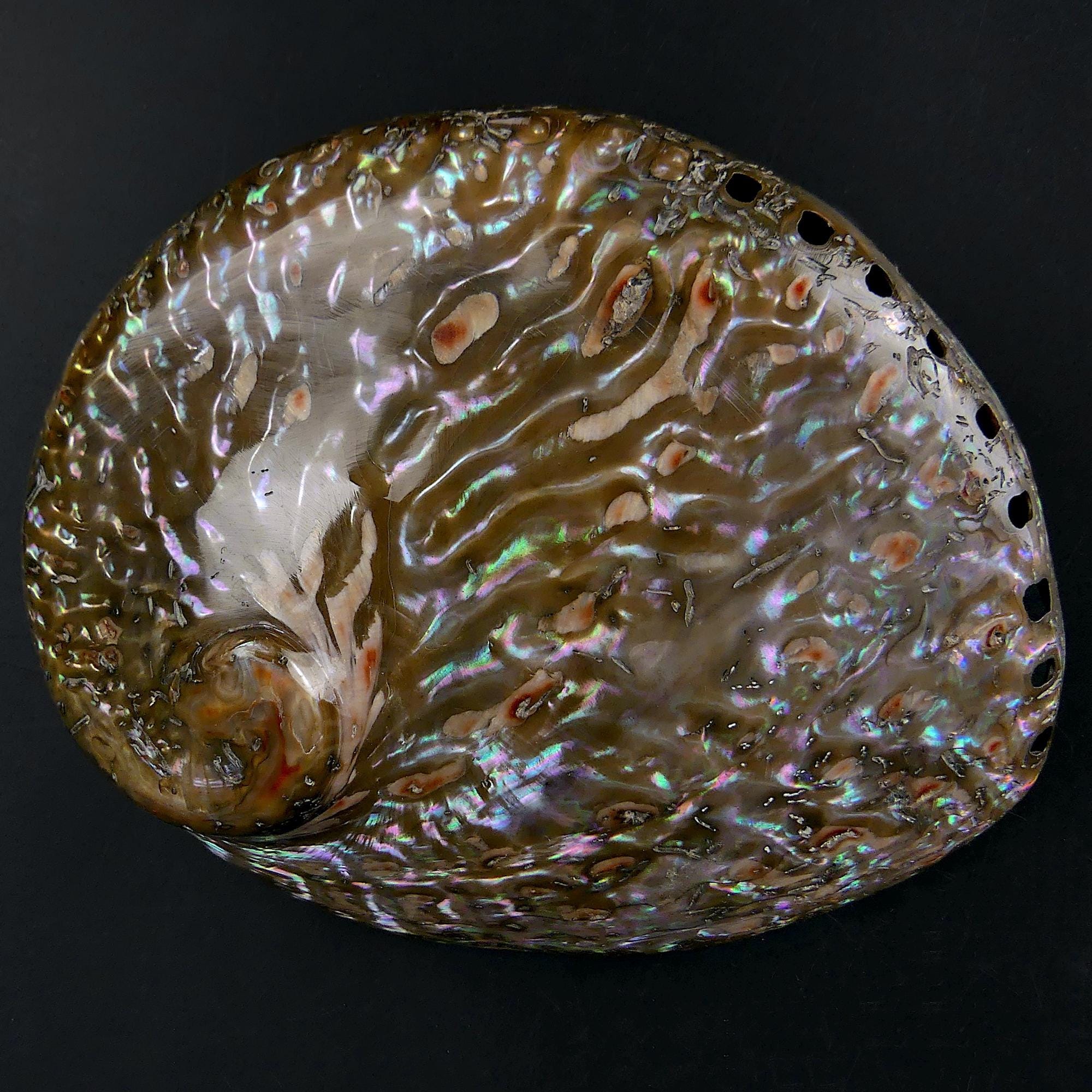 3 Polished Iridescent Abalone Shells - Haliotis - Sea Ears - Marine ...