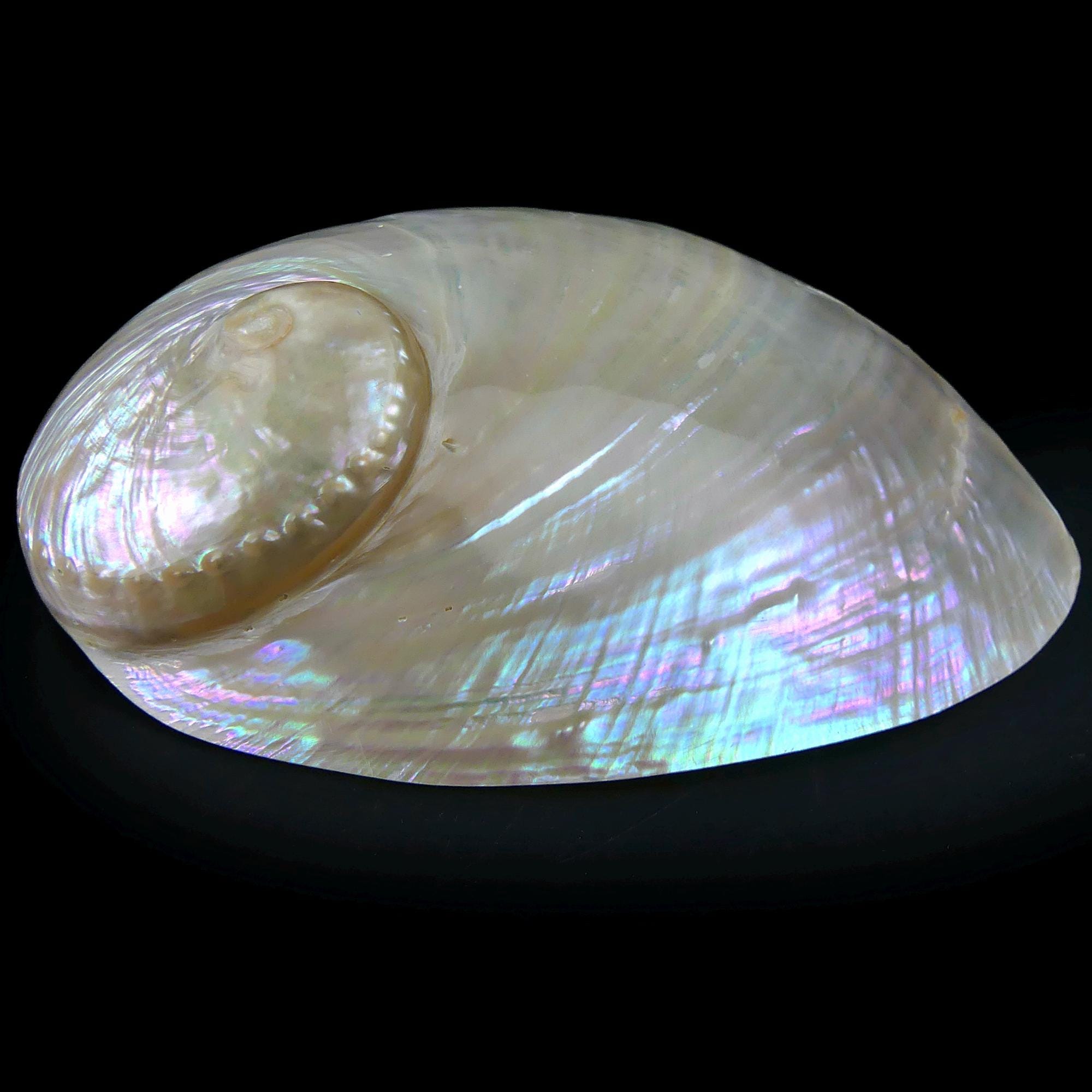 3 Polished Iridescent Abalone Shells - Haliotis - Sea Ears - Marine ...