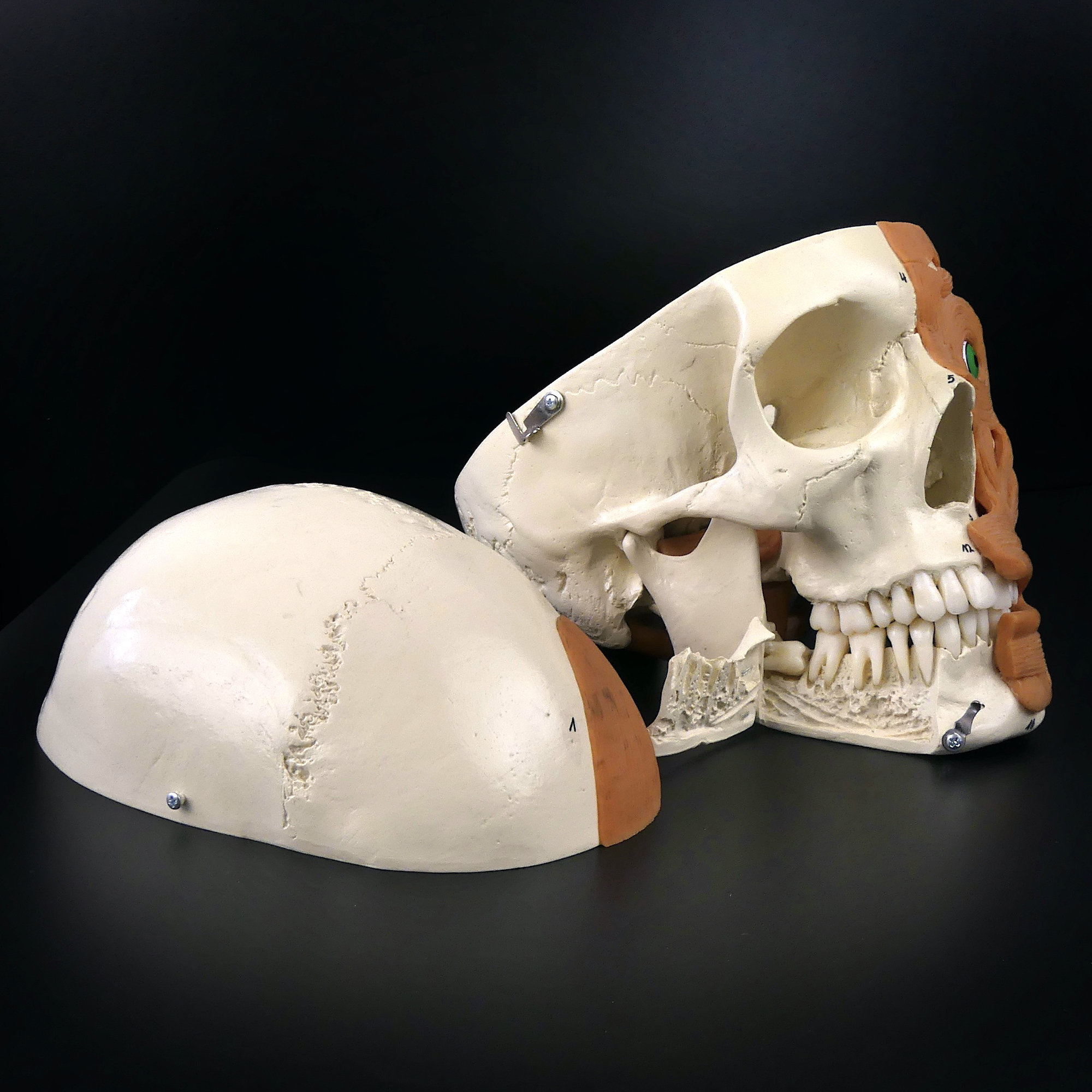 Numbered Didactic Human Skull German Anatomical Model Late 20th Century  Cabinet of Curiosities 
