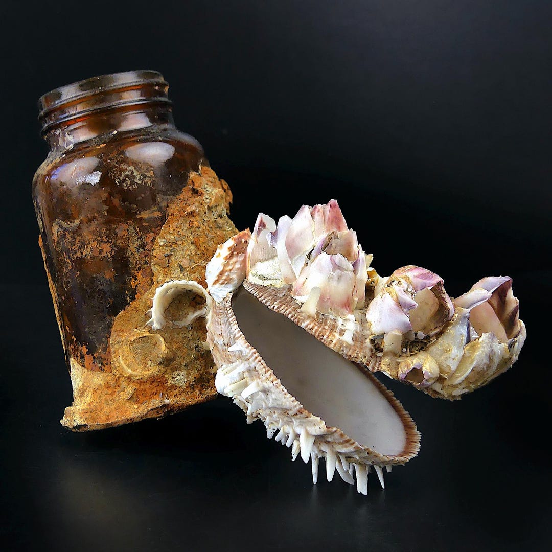Barnacle & Spondylus Shell Apothecary Bottle - Philippine Sea Curiosity ...