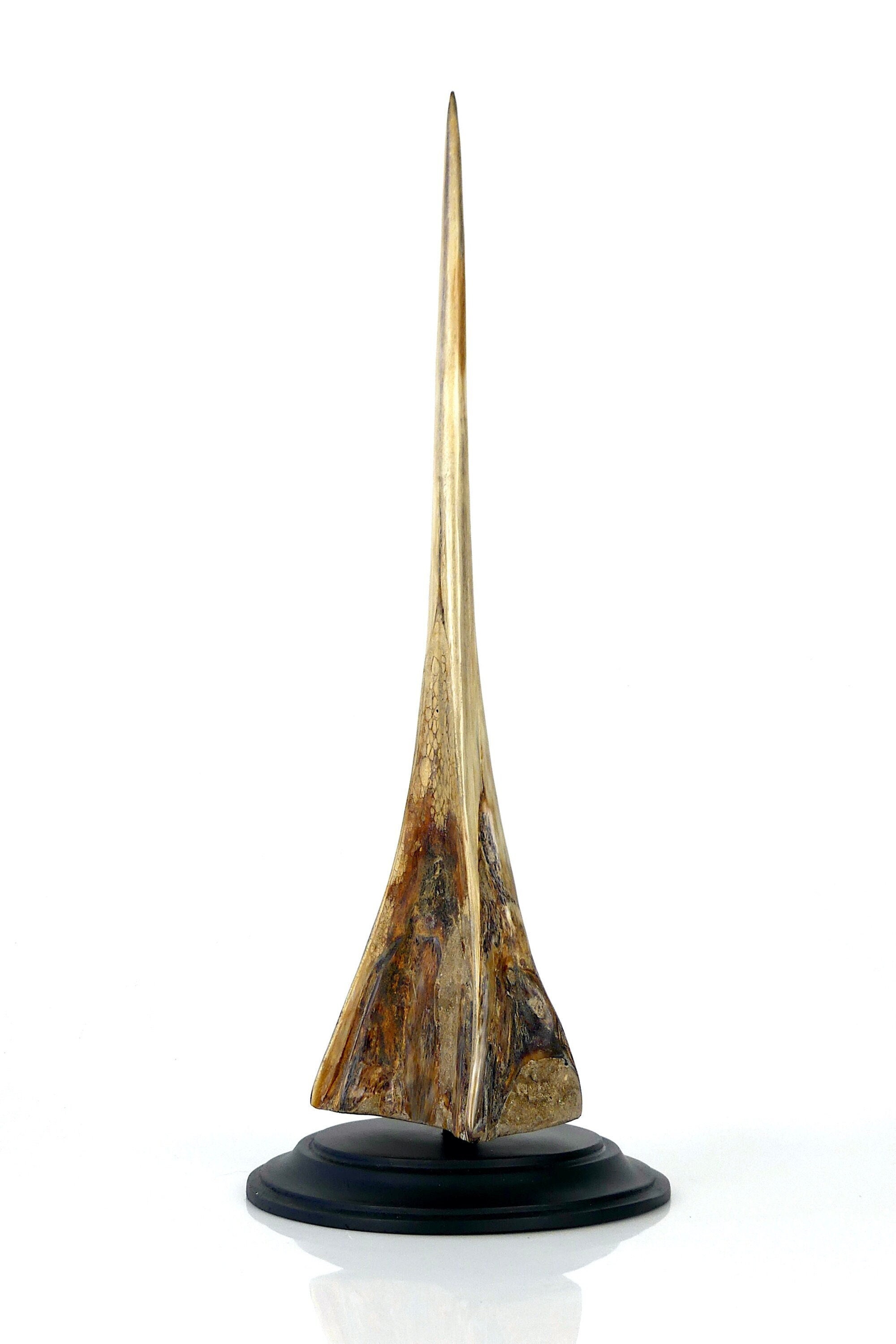 Rostre de Marlin Monté sur Base Plateau en Bois Tourné Noir - Cabinet Curiosités