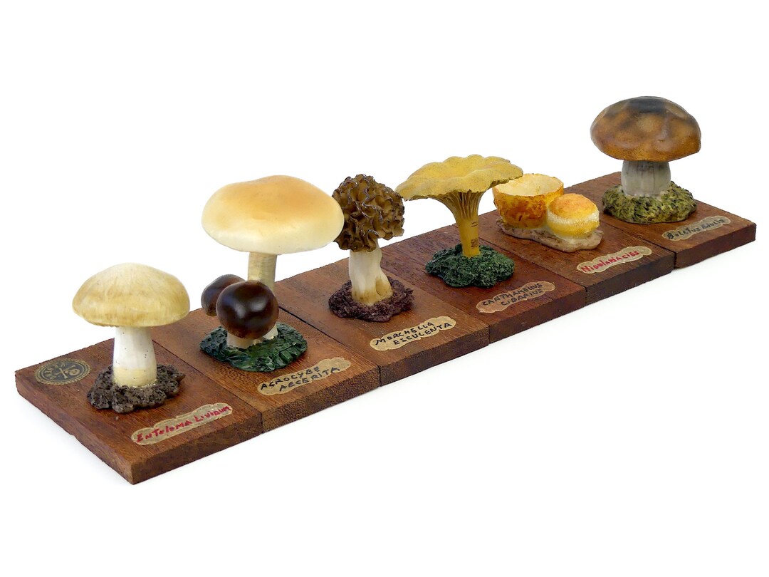 6 Mushrooms Series 5 Numbered From 25 to 30 Identified on Wooden Boards ...
