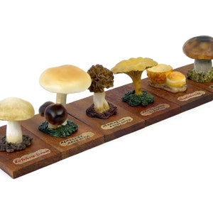 6 mushrooms series 5 numbered from 25 to 30 identified on wooden boards - Early 20th century - Spain - Cabinet of curiosities